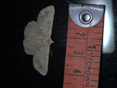 Aeolochroma quadrilinea