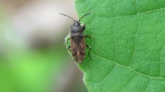 Megalonotus sabulicola