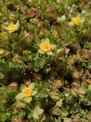 Hypericum globuliferum