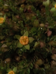 Hypericum globuliferum