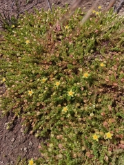 Hypericum globuliferum