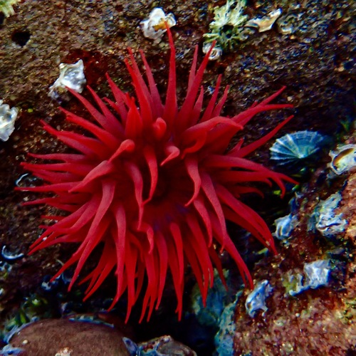 Waratah Anemone, photo 6 of 10