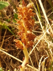 Orobanche alsatica