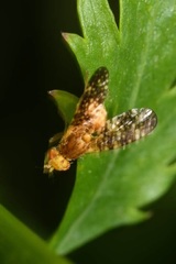 Oxyna flavipennis