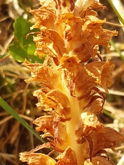 Orobanche alsatica