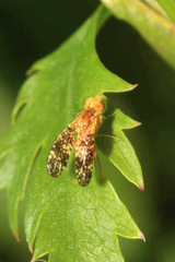 Oxyna flavipennis