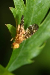 Oxyna flavipennis