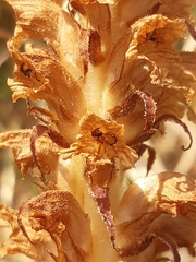 Orobanche alsatica