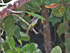 Myiarchus yucatanensis