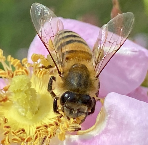 iNaturalist observation photo of Western Honey Bee