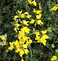 Lotus corniculatus
