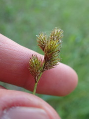 Carex tincta