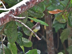 Myiarchus yucatanensis