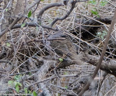 Leptotila megalura