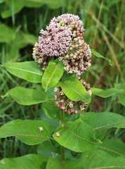 Asclepias syriaca