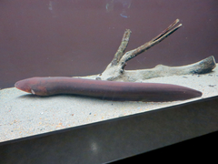Electric Eel photo 3