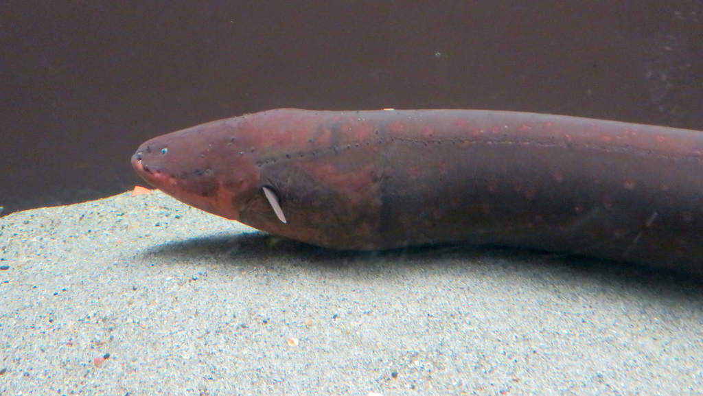 Electric Eel