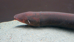 Electric Eel photo 2