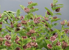 Asclepias syriaca