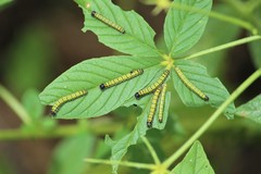 Ascia monuste monuste