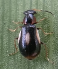 Colotes maculatus