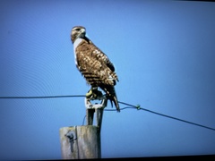 Buteo jamaicensis image