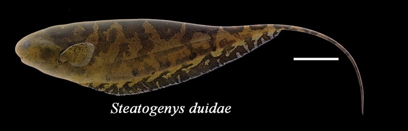 Centipede Knifefish