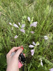 Physostegia angustifolia