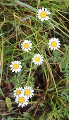 Leucanthemum vulgare