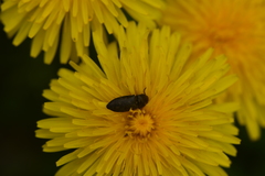 Prosternon tessellatum