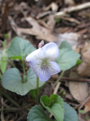 Viola missouriensis