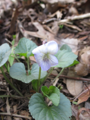 Viola missouriensis