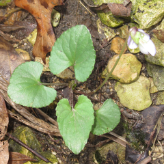 Viola missouriensis
