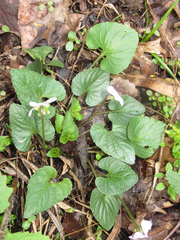 Viola missouriensis