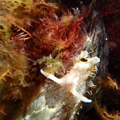 Aplysia sydneyensis