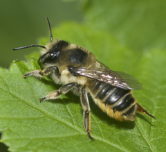 Megachile latimanus