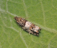 Notocelia trimaculana