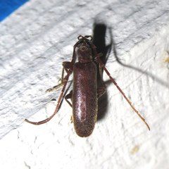 Sparedrus aspersus