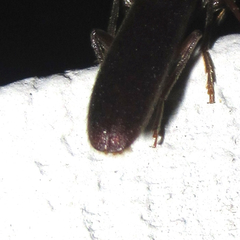 Sparedrus aspersus