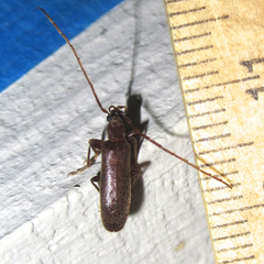 Sparedrus aspersus