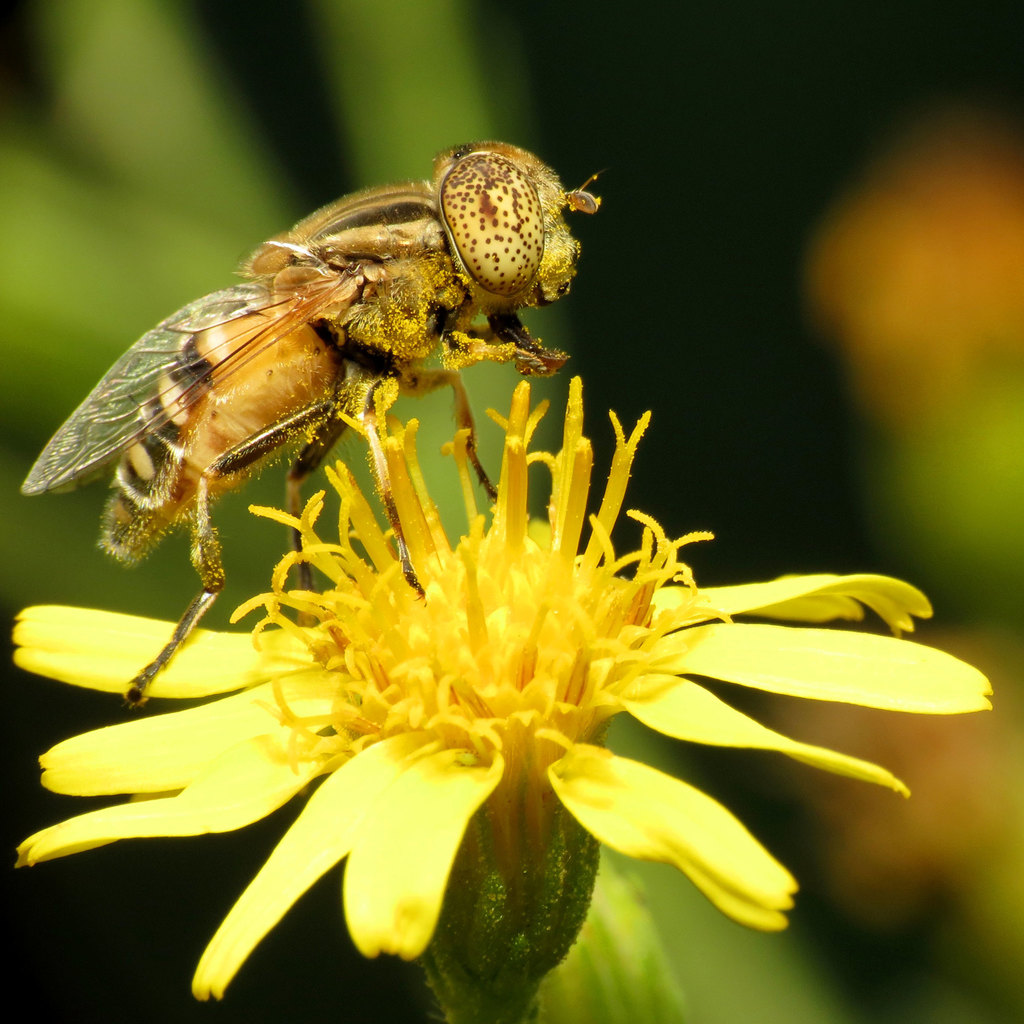 Eristalinus megacephalus