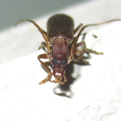 Sparedrus aspersus