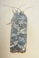 Archips packardiana