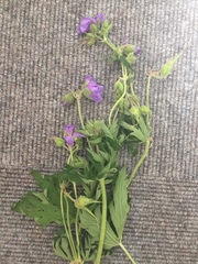 Geranium pratense