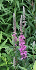 Lythrum salicaria