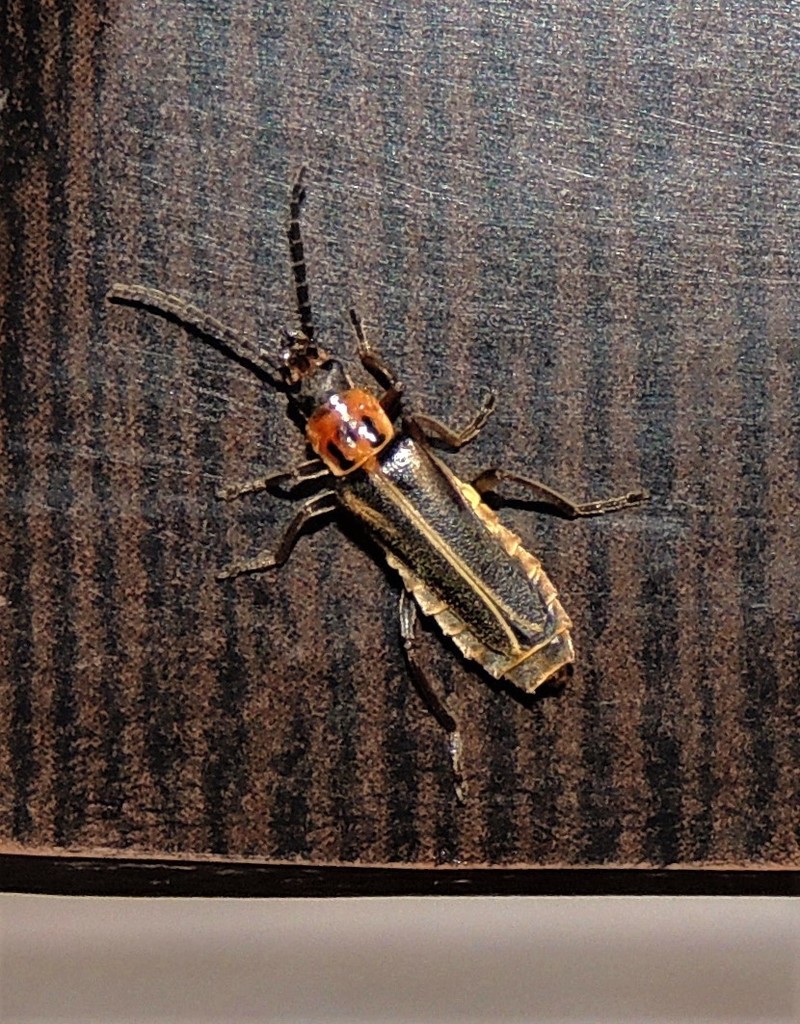 soldier beetle
