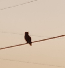 Bubo