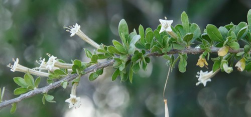Image of Lycium hirsutum by (c) Tony Rebelo, some rights reserved (CC BY-SA)