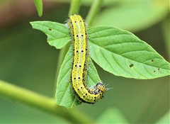 Ascia monuste monuste