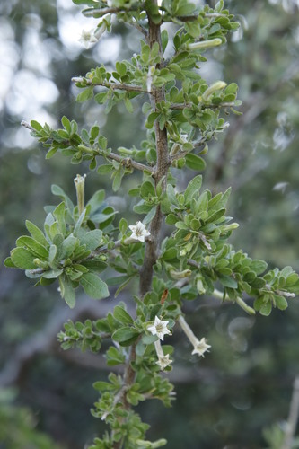 Image of Lycium hirsutum by (c) Tony Rebelo, some rights reserved (CC BY-SA)